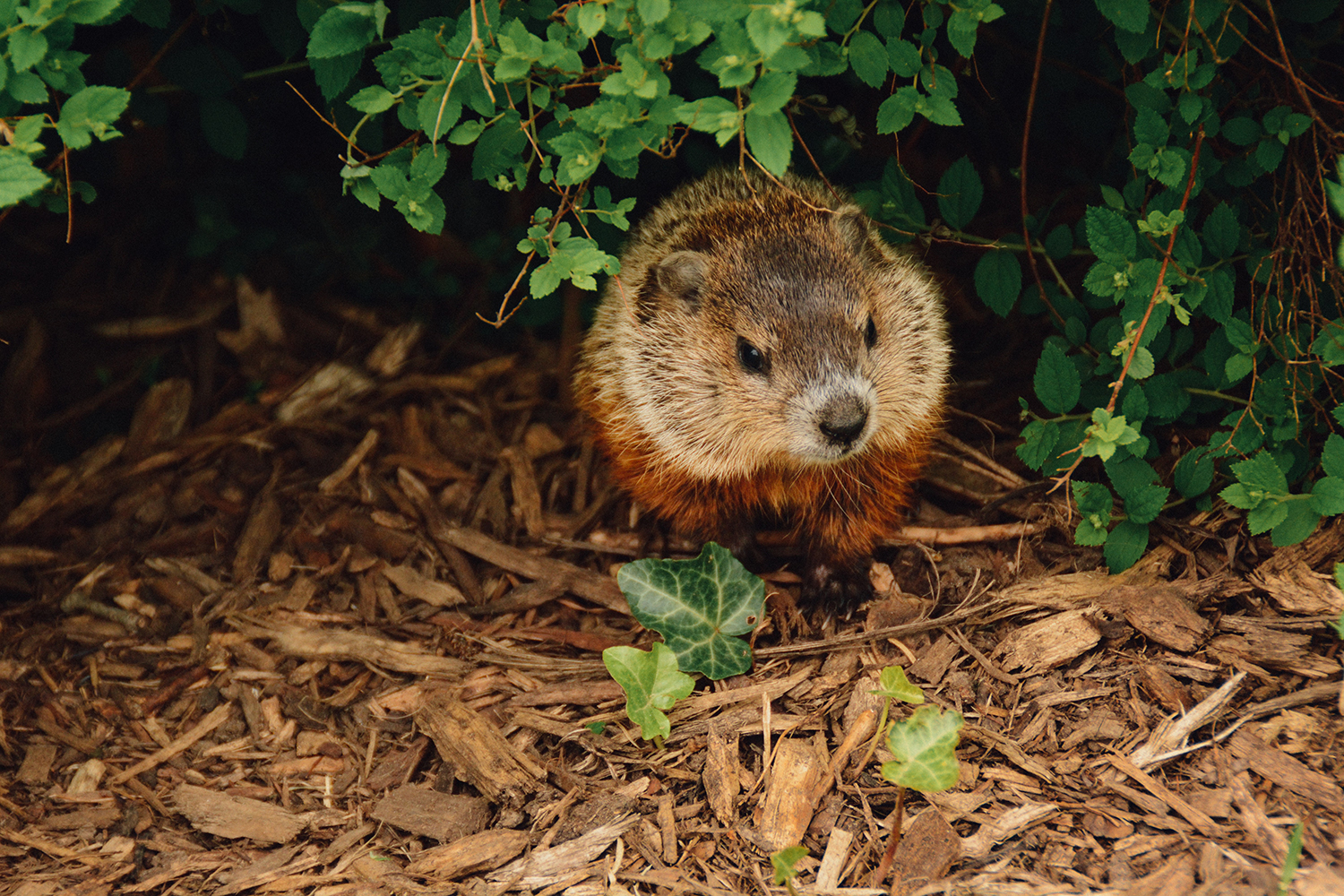 abigail-lynn-s-QNo1I-Ag0-unsplash-woodchuck